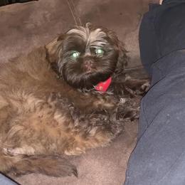Newfoundland and Shih Tzu Puppies from Grand Meadow Newfoundlands