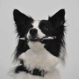Border Collies from Shooting Star Border Collies