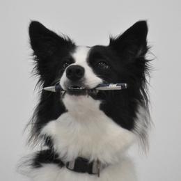 Border Collies from Shooting Star Border Collies