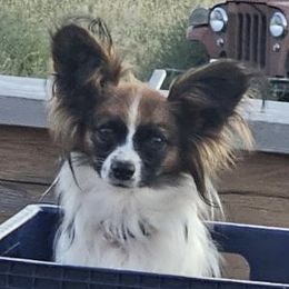 Papillons from WindyBarnYard Papillons