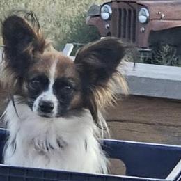 Papillons from WindyBarnYard Papillons