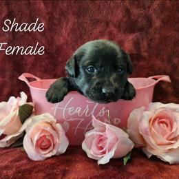 Shade - Black female Labrador Retriever puppy in Bemidji, Minnesota from Northern Star Elite Quality Labrador Retrievers