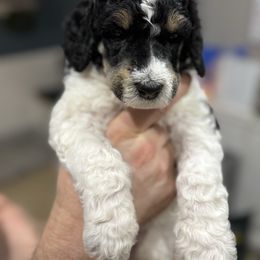 Hershey - Parti male Poodle puppy in Murrieta, California from Apricot Poodles & Goldendoodles, LLC