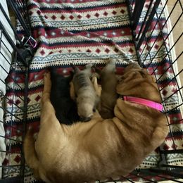 Chinese Shar-Pei Puppies from Dragons Shar-Pei