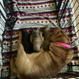 Chinese Shar-Pei Puppies from Dragons Shar-Pei