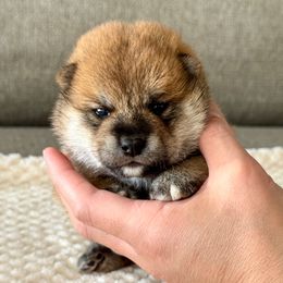 Hana - Red female Shiba Inu puppy in Houston, Texas from Sakura Blossom Shibas
