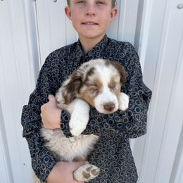Miniature Australian Shepherd Puppies from Reeds Cattle Co.