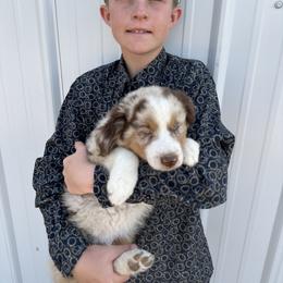 Miniature Australian Shepherd Puppies from Reeds Cattle Co.