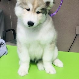 Siberian Husky Puppies from Nykah Siberians