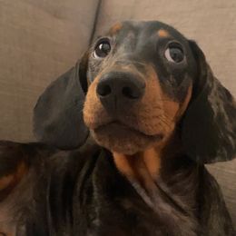 Dachshund Puppies from Harper’s Waggin Winnie’s