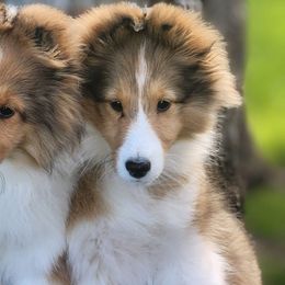 Shetland Sheepdogs from Sandcastle shelties