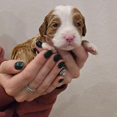 Cupid - Red male Cavapoo puppy in Fordland, Missouri from K&K's Puppy Kingdom