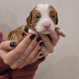 Cupid - Red male Cavapoo puppy in Fordland, Missouri from K&K's Puppy Kingdom