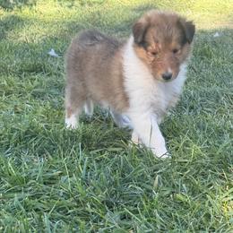 Olaf - Sable male Collie puppy in Elko, Nevada from Willow Creek Acres Dachshunds & Collies