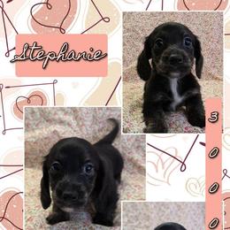 STEPHANIE 3000 - Black and cream female Dachshund puppy in Gatesville, Texas from CJ's Dach Dynasty