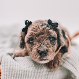 Light Pink Girl F1B Mini Goldendoodle - Merle female Goldendoodle puppy in Mckinney, Texas from Doodles of North Tx