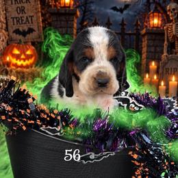 MC 56 - Black brown and white male Basset Hound puppy in Conway, Missouri from Ozark Mountain Kennel