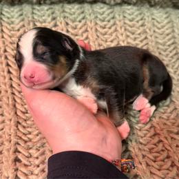 Yukon - Black tri-color male Australian Shepherd puppy in Altmar, New York from E&C Australian Shepherds