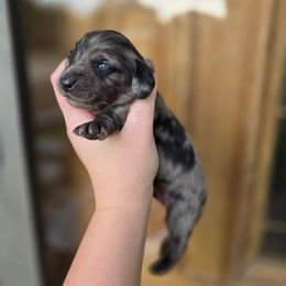 Boy2 - Dapple male Dachshund puppy in Atlanta, Texas from Circle K Doxies & Aussies