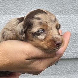 Dachshunds from Seaside kennels