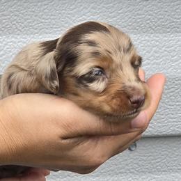 Dachshunds from Seaside kennels