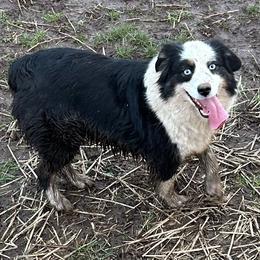 Olive - Miniature Australian Shepherd