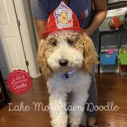 Australian Labradoodle, Double Doodle, Goldendoodle, and Labradoodle Puppies from Lake Mountain Doodle
