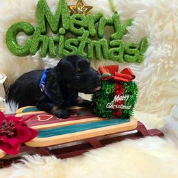 Aspen, boy - Black and tan male Dachshund puppy in Waynesboro, Tennessee from Owl Hollow Farm Miniature Dachshunds