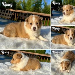 Nancy - Sable merle and white female Collie puppy in Plato, Minnesota from Minnesota Collies