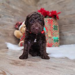 Rex - Chocolate male Goldendoodle puppy in Woodburn, Indiana from DNLS Doodle Puppies