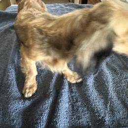 Puppy uppy - Dachshund