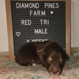 Tan - Red tri-color male Australian Shepherd puppy in Camp Verde, Arizona from Diamond Pines Farm