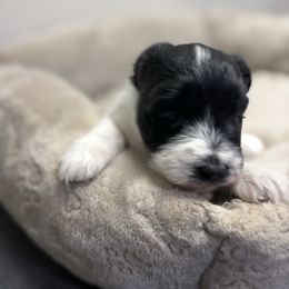 Cassie - Parti female Miniature Schnauzer puppy in Lynchburg, Missouri from Copper Rose Farm