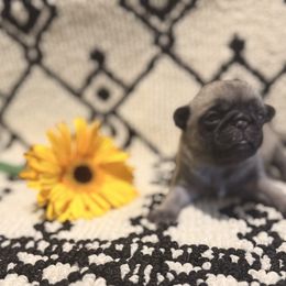 Skye - Fawn female Pug puppy in Smiths Station, Alabama from Masters Pugs