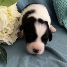 Male 3 Black Tri - Black and tan male Pembroke Welsh Corgi puppy in Moundville, Alabama from Cartee Corgis - Debi Cartee Mills