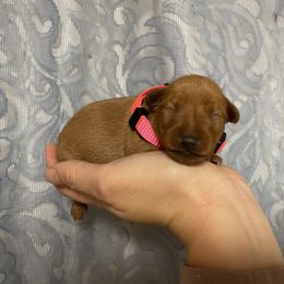 Reba - Red female Miniature Pinscher puppy in Lancaster, Missouri from White Stone Ranch