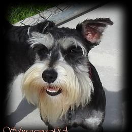 BRANDY - Miniature Schnauzer