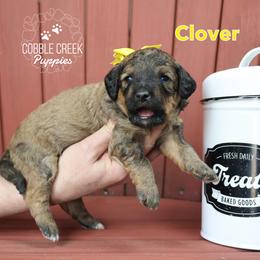 Clover - Sable female Bernedoodle puppy in Heyworth, Illinois from Cobble Creek Puppies