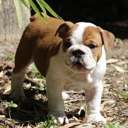 Bulldogs from Regimental Bulldogs