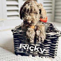 Ricky - Chocolate Australian Labradoodle puppy in Sun City, Arizona from Blue Line Doodles of Arizona