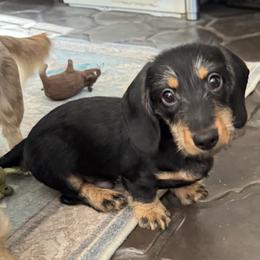 Blk Boy Softwire - Black and tan male Dachshund puppy in Fieldbrook, California from Honeydox Miniature Dachshunds