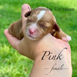 Pink - Red female Cavapoo puppy in Coal City, Indiana from Wednesday & Co