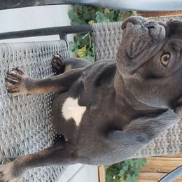 Abbie - French Bulldog puppy in California from Havaneses de Santillan