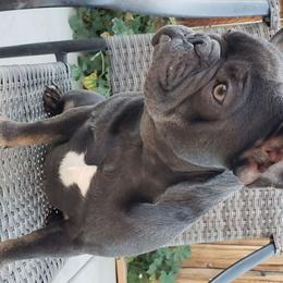 Abbie - French Bulldog puppy in California from Havaneses de Santillan