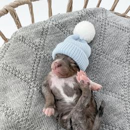 Mittens - Merle female Goldendoodle puppy in Jamestown, Kentucky from Milk & Honey Doodles