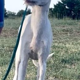 Girl 3 - White and red female Ibizan Hound puppy in Oklahoma from Nevaeh Ibizan Hounds