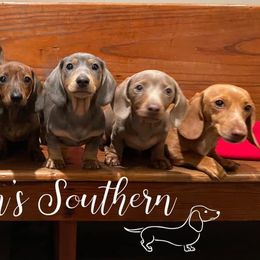 Dachshunds from Urban’s Southern Dacshunds