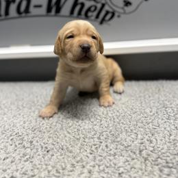 Teal - Yellow female Labrador Retriever puppy in Derby, Kansas from Wheatland Retrievers