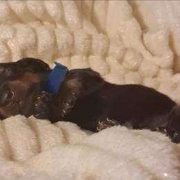 Raven - Black and tan male Dachshund puppy in Statesville, North Carolina from Dannie's Doxies