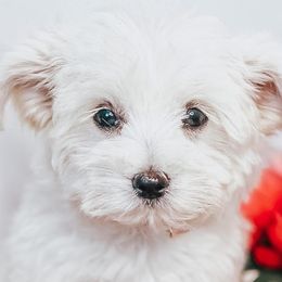 Assorted Doodle Crosses, Cavalier King Charles Spaniels, Cavapoos, Maltipoos, and Poodles from Little Teton Doodles
